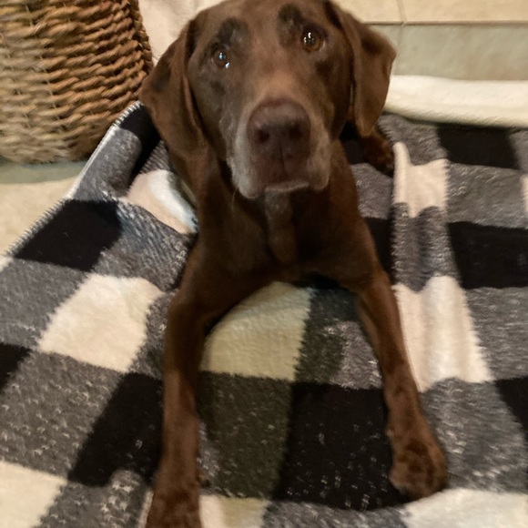 Meet your Posher, Maddison - Picture 7 of 12